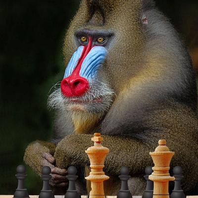 Mandrill Velemajstor 2022